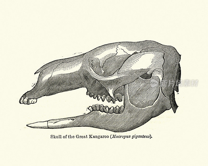 大袋鼠的头骨(Macropus giganteus)